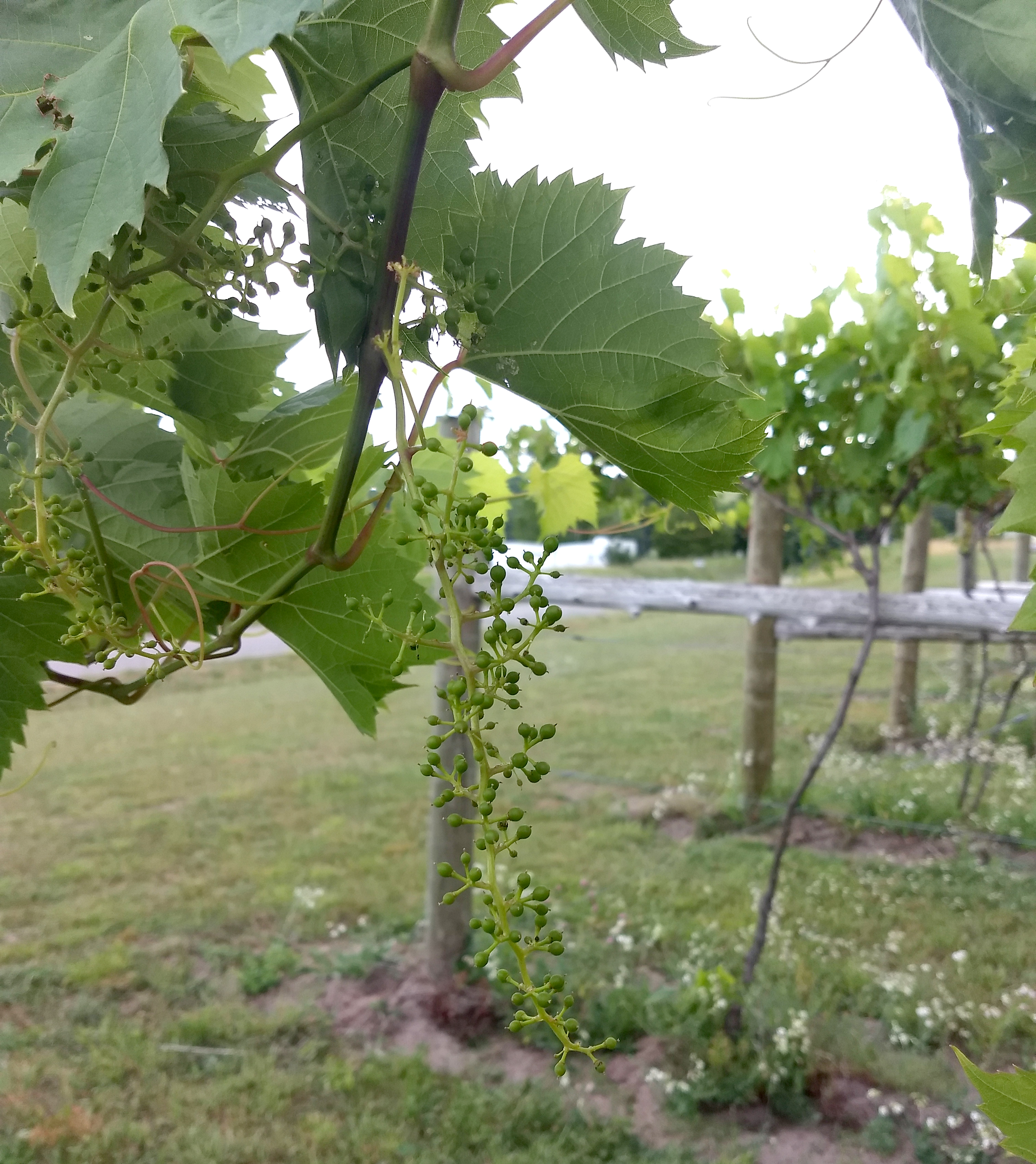 Wine grapes.